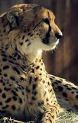 Image result for Cool Cheetah Wallpaper iPhone