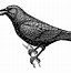 Image result for Black and White Crow Art