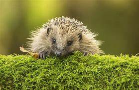 Image result for Hedgehog Environment