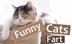 Image result for Chipsy the Fart Cat