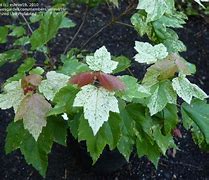 Image result for Acer rubrum Candy Ice