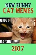 Image result for Free Cat Meme
