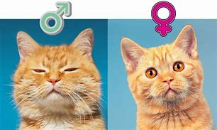 Image result for Female Cat Face