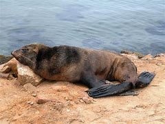 Image result for Dying Seal