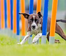 Image result for Dog Agility Funny