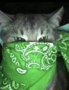 Image result for Cursed Cat Images