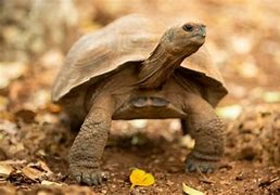 Image result for galapaguera