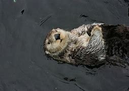 Image result for Sea Otter Background