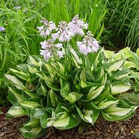 Image result for Hosta Whirlwind