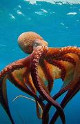 Image result for Octopus Funny Wallpaper