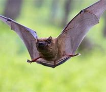 Image result for The Owl House Luz Holding a Bat