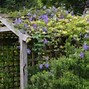 Image result for Clematis Evergreen Climbers