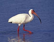 Image result for photo ibis