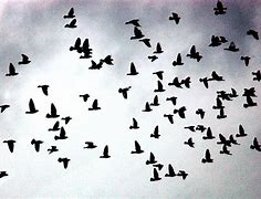Image result for Flock Raven Camera