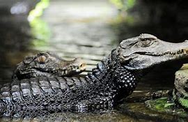 Image result for Dwarf Caiman Pet