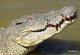 Image result for Crocodile Front View