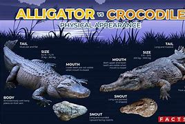 Image result for How Can You Tell a Difference Between a Alligator and a Crocodile
