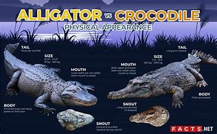 Image result for Difference Between Crocodile and Alligator Size