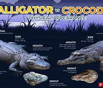 Image result for The Difference Between a Croc and Alligator