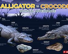 Image result for Alligator and Crocodile Similarities