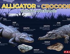 Image result for What Is the Difference Between Alligator Crocodile