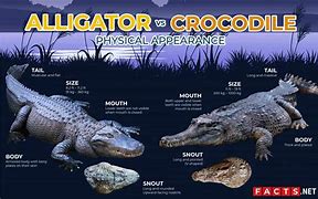 Image result for Crocodile and Alligator Side by Side