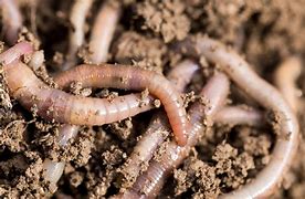 Image result for What Can Red Wigglers Eat