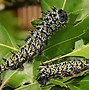 Image result for Caterpillar in Cocoon