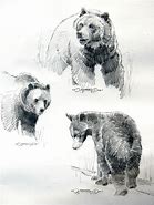 Image result for Black Bear and Bat Sketch