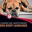Image result for Basic Dog Body Language