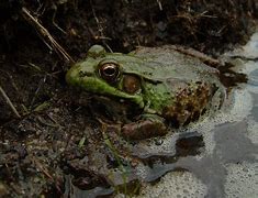 Image result for Lazy Frog