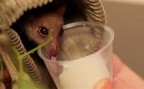 Image result for Baby Bat Drinking Milk