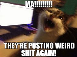 Image result for MA Weird Cat Meme