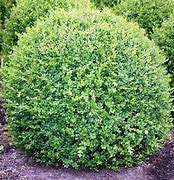 Image result for Buxus sempervirens 15/20, p9