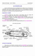 Image result for acantoc�fal0