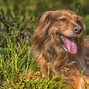 Image result for Green Ticks On Dogs