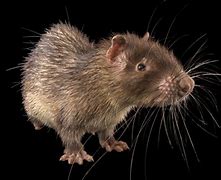 Image result for Long-Tailed Porcupine