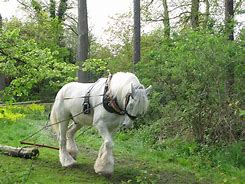 Image result for Big Shire Horse