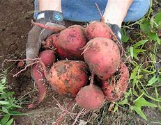Image result for Local Food System
