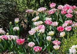 Image result for Tulipa Angélique