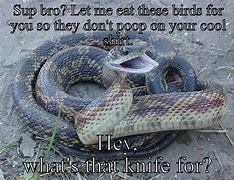 Image result for Cool Snake Memes