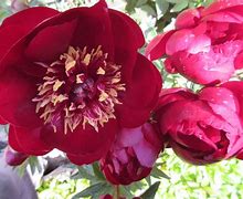 Image result for Paeonia buckey bell