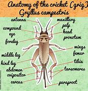 Image result for Cricket Insect Stencil