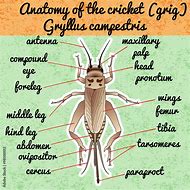 Image result for Cricket Outline Body Parts