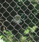 Image result for Eagle at Indy Zoo