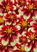 Image result for Red Flower White Background