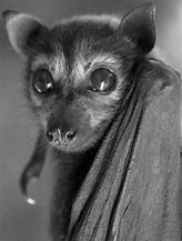 Image result for The Cutest Bat Species