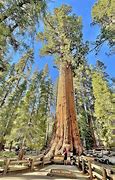 sequoia 的图像结果