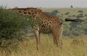 Image result for Giraffe Fart Meme