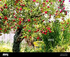 Image result for Laden Apple Tree